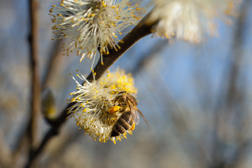 The bee collects pollen on the flowering tree. Bee on catkins. Yellow pollen on twigs and on bee. © Szymon Kaczmarczyk