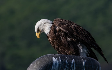 American Bald Eagle
