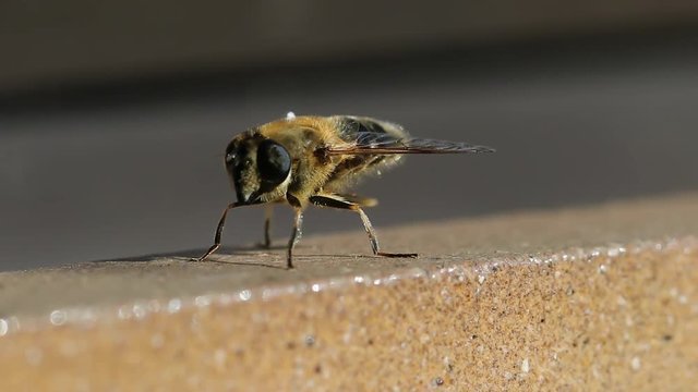 Eristalis tenax se nettoyant