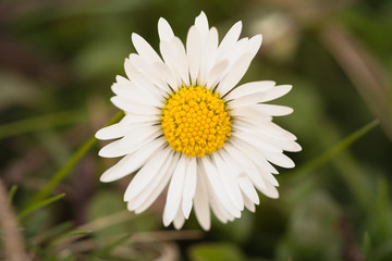 Daisy