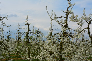 Junge Apfelbäüme in der Blüte