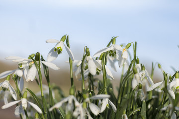 Fototapeta premium Snowdrop family