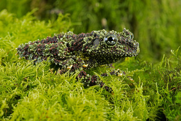 Obraz premium Vietnamese Mossy Frog (Theloderma corticale)/Vietnamese Mossy Frog deep in thick vibrant green moss
