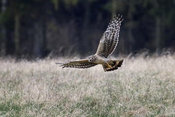 Hen harrier (Circus cyaneus)