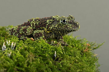 Vietnamese Mossy Frog (Theloderma corticale)/Vietnamese Mossy Frog deep in thick vibrant green moss © davemhuntphoto