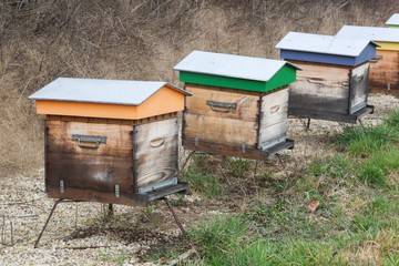 Wooden beehives in a garden