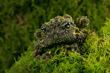 Fototapeta premium Vietnamese Mossy Frog (Theloderma corticale)/Vietnamese Mossy Frog deep in thick vibrant green moss
