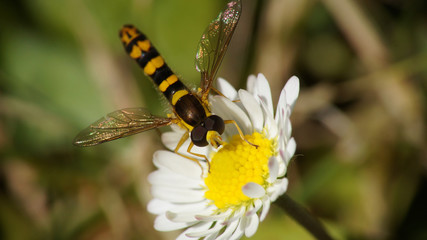 Schwebfliege auf Gänseblümchen