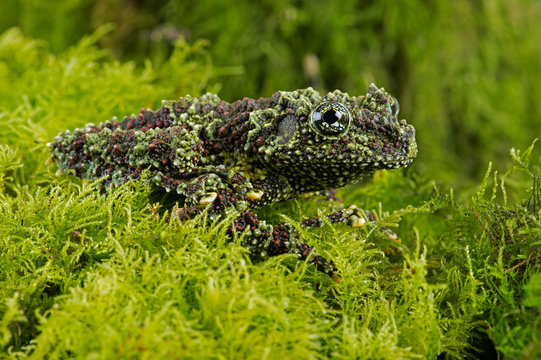 Vietnamese Mossy Frog (Theloderma corticale)/Vietnamese Mossy Frog deep in thick vibrant green moss