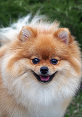 Smiling Pomeranian spitz-dog