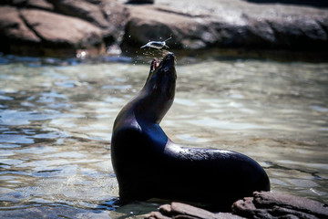 Seal catching fish