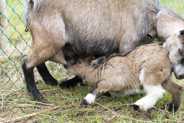 A baby goat is nursing her mother's milk