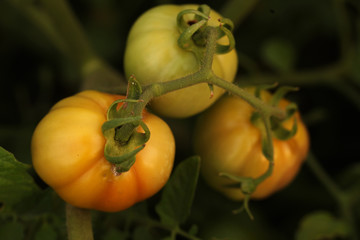 bitter tomatoes - detail