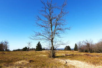 Dead Branches underneath the Tree in Nature Reserve/ Germany