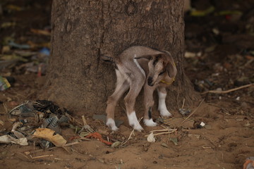 funny baby goat