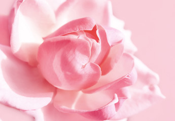 gentle pink rose
