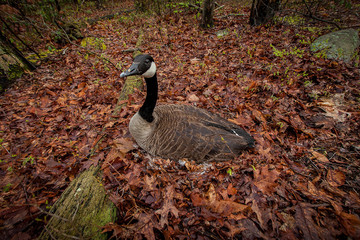 Goose laying eggs in the nest
