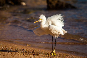 White heron