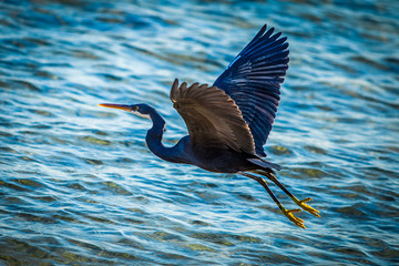 Black heron