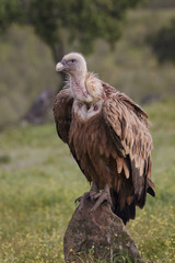 Griffon vulture (Gyps fulvus)