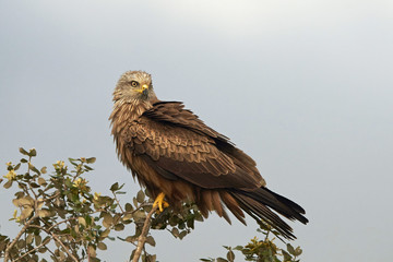 Black kite (Milvus migrans)