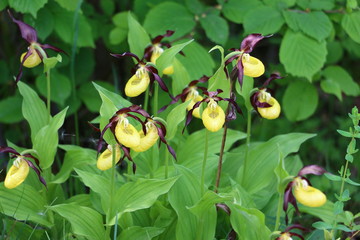 Wilder Frauenschuh in einer Gruppe