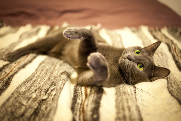 Russian blue cute cat