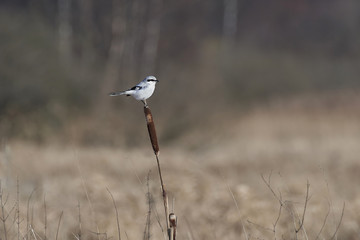 Northern shrike (Lanius excubitor)