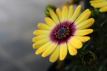 黄色のオステオスペルマム