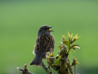 Hedge sparrow singing