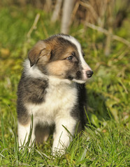 Collie puppy
