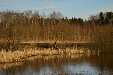 Подмосковный лес весной.