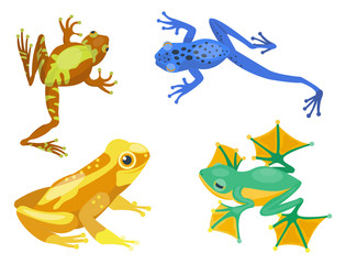 Frog cartoon tropical animal cartoon nature icon funny and isolated mascot character wild funny forest toad amphibian vector illustration.