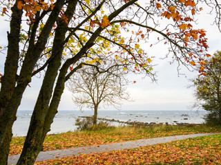 View over autumn and fall color and a cold ocean from the shore in Visby, Gotland, Sweden