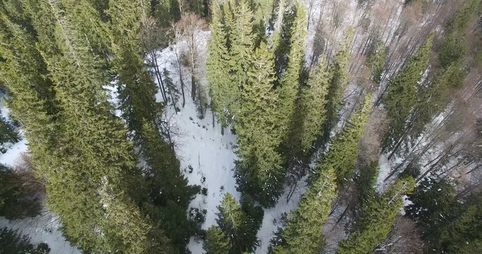 Aerial survey of coniferous forest in winter