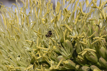Obraz premium Agave auf Madeira, Makro