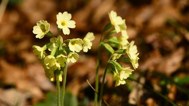 Hohe Schl&uuml;sselblume, Primula elatior, im Fr&uuml;hjahrswald in Deutschland
