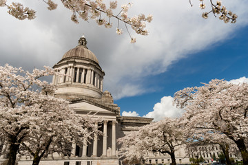 Washington State Capital Building Olympia Springtime Cherry Blossoms