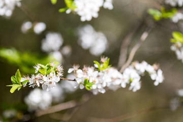 Kirschblüte