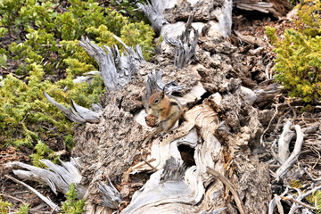 Tamia à Brice Canyon