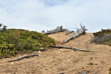 Arbre mort