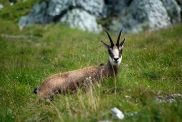 Chamois in High Tatras on green grass with rocks behind