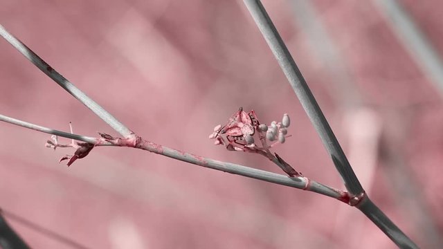 Brown mamorated stink bug (Halyomorpha halys) on a branch in nature
