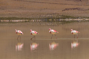Four flamingos at Laguna Hedionda