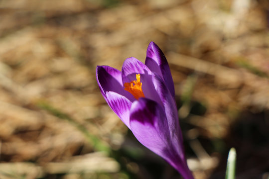 Purple crosus in polish valley Dolina Chochołowska
