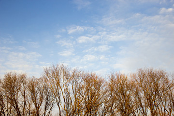 Blue sky with rare clouds and treetops without leaves