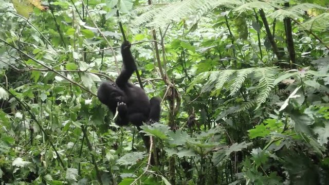Mountain gorilla baby in tree,  Bwindi Impenetrable National Park, Uganda