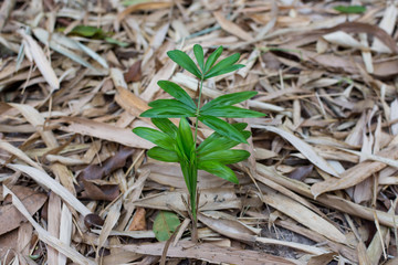 Small rattan tree with dry leaf bamboo background.