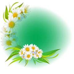 White daisy frame background