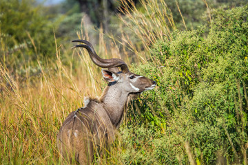 A kudu bull feeding in Moremi game reserve, Botswana
